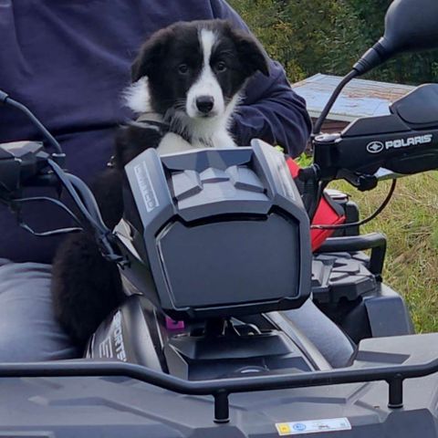 Leverings klare Border collie valper