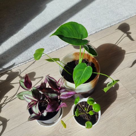 3 planter med potter