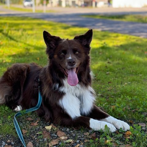 Voksen Australian Shepherd