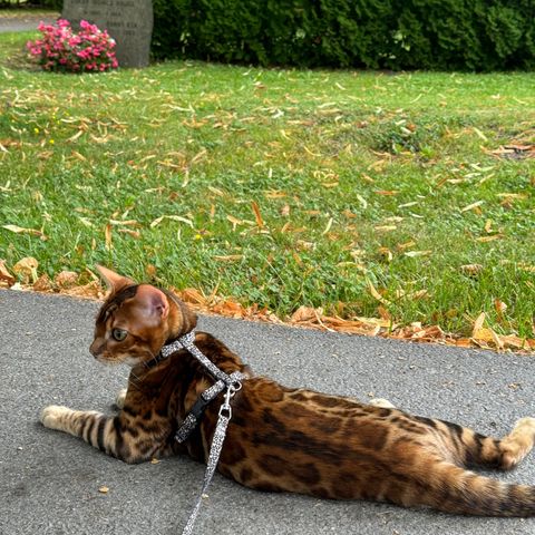 Bengal katt søker nytt hjem