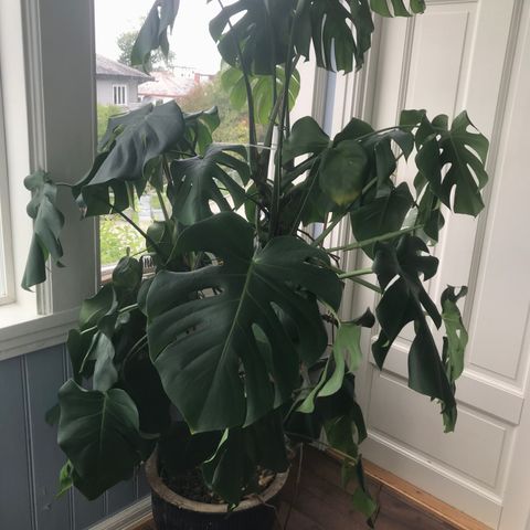 Monstera