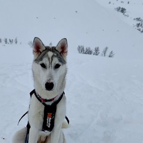 Siberian Husky Tispe