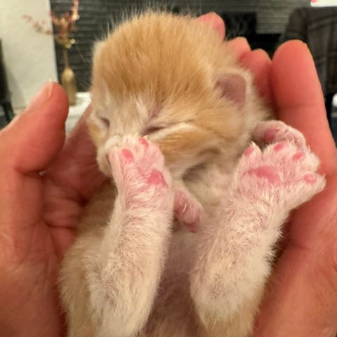 Mainecoon og norsk skogkatt