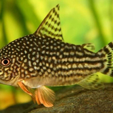 corydoras sterbai/panda