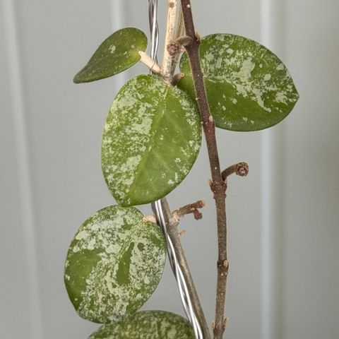 Hoya Mathilde splash