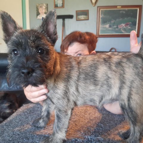 CAIRN TERRIER VALPER