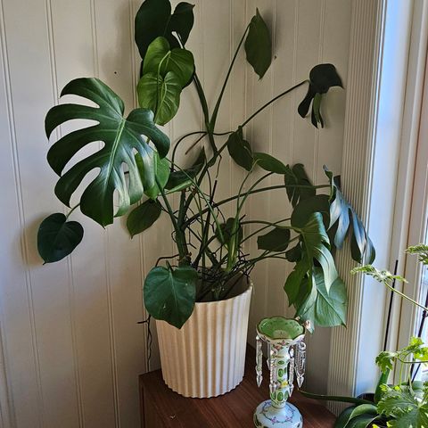 Monstera H 1.12 m , (3 år) (Hentes raskt 550)