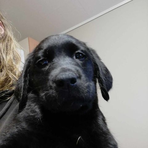 Labrador retriver valper leter etter ett godt hjem ledig 2 svarte fine gutter