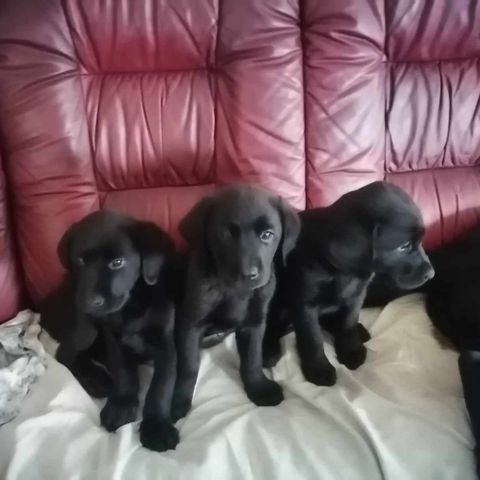 Labrador retriver valper leter etter ett godt hjem