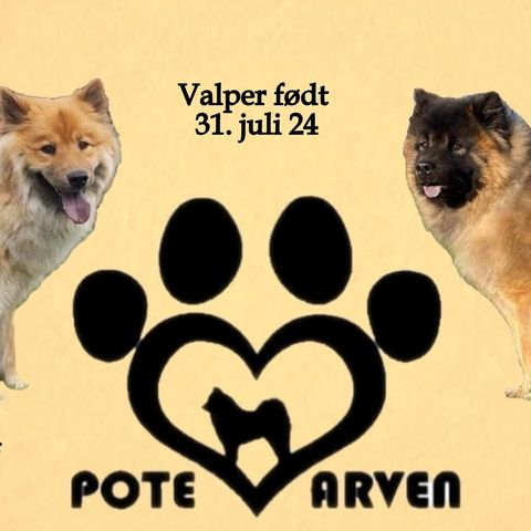 Eurasier valper til salgs