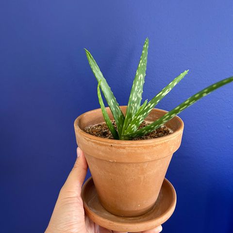 Aloe vera i krukke