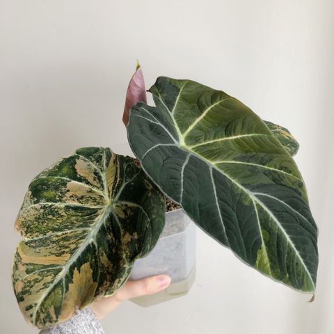 Alocasia black velvet gold (stor knoll)