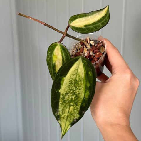 Hoya Latifolia Pot of Gold