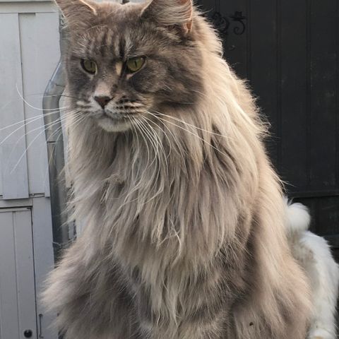 Voksen Maine Coon jente selges.