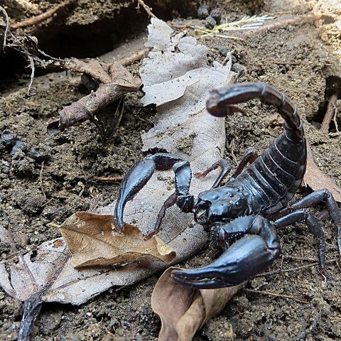 Skorpion Heterometrus