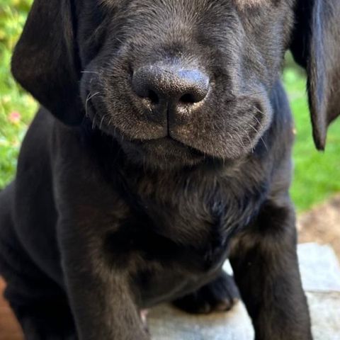 Labrador valper❤️