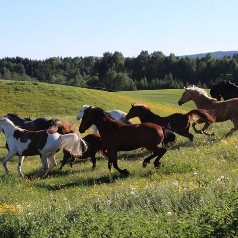 Ponni ønskes kjøpt/helfôr