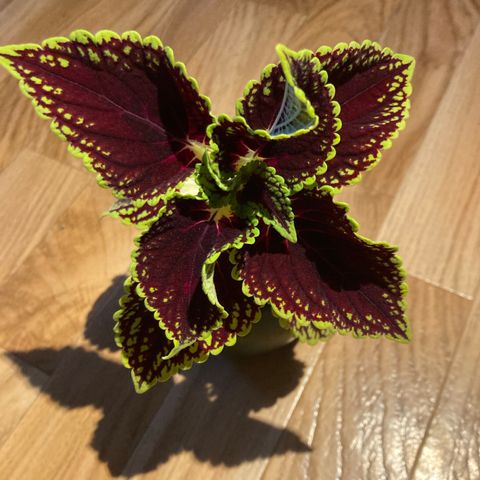 Coleus.