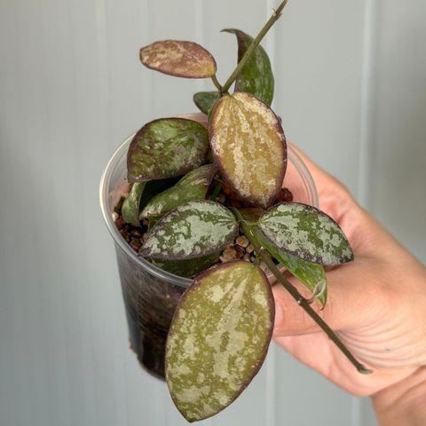 Hoya Biakensis ALS 1