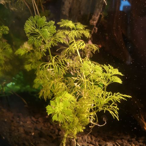 Limnophila sessiliflora