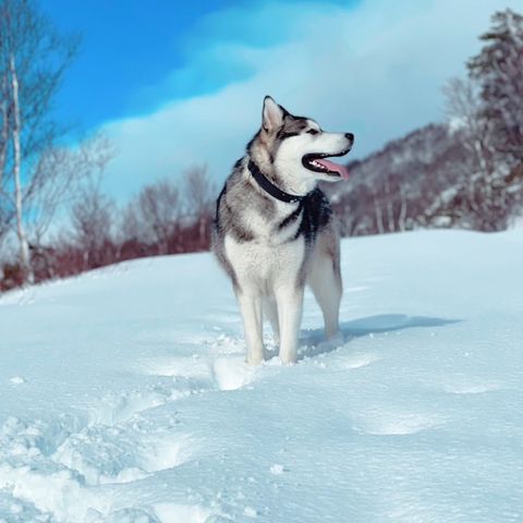 Sibirsk husky/Alaska Malamute hann selges