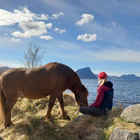 Hest ønskes kjøpt