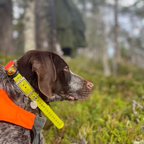 Kastrert vorsteh hannhund