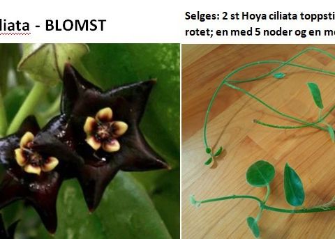 2 st Hoya ciliata – rotet toppstiklinger; en med 5 noder og en med 18 noder