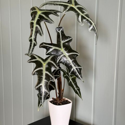 Alocasia Sanderiana nobilis