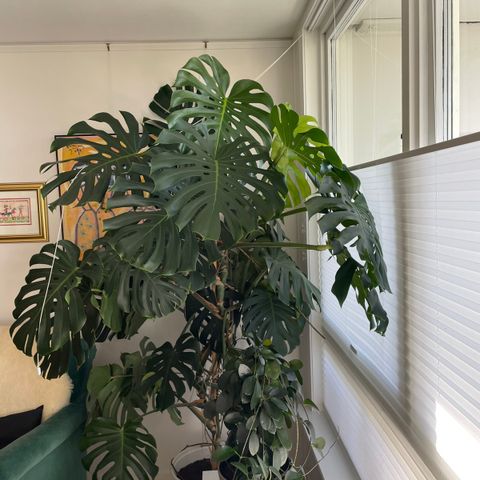 Stor Monstera