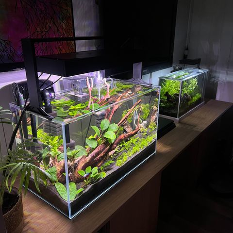 Komplett akvarium! Billig akvarium sett, må vekk skal flytte.