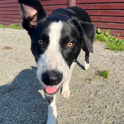 Border Collie