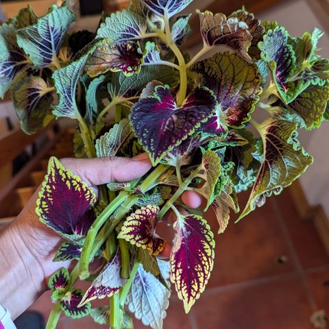 Coleus cuttings gis bort