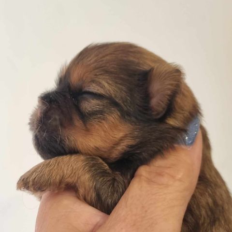 shih tzu blandingsvalper 2 jenter og 2 gutter