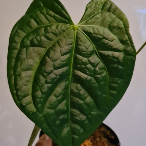 Anthurium magnificum ×Luxurians