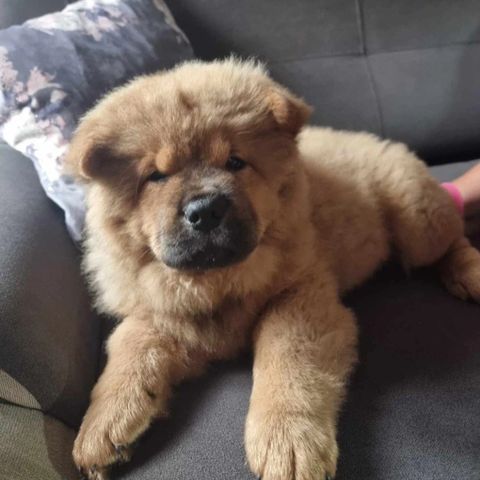 Chow chow tispe