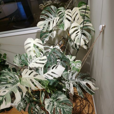 Gigantisk Monstera borsigiana variegata