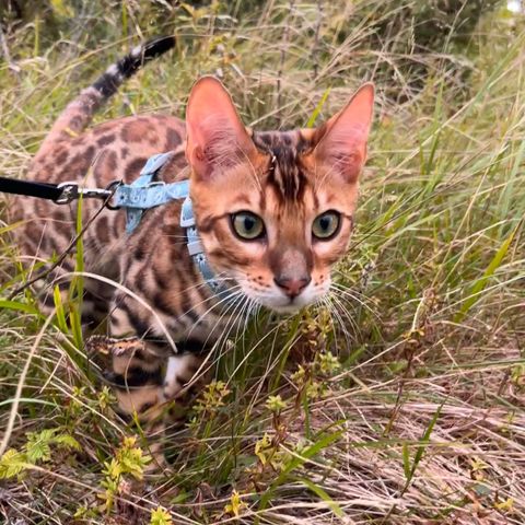 Bengal