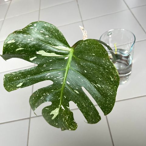 Monstera Thai Constellation - stikling