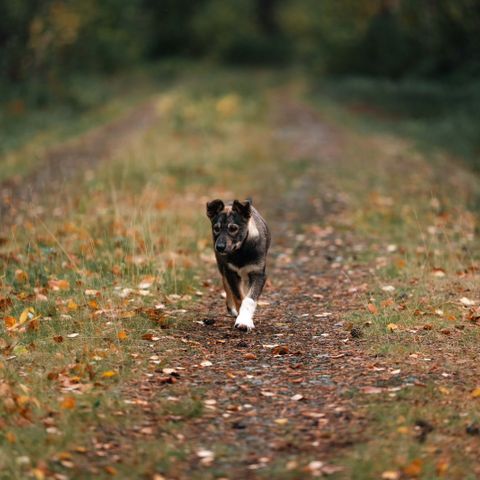 Alaska Husky fra spennende linjer