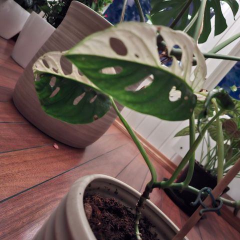 Monstera Adansoni Varigata 100% halfmoon