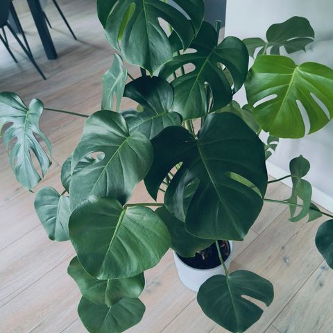 Monstera plante