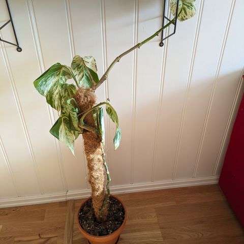 Marble Queen med terrakotta potte