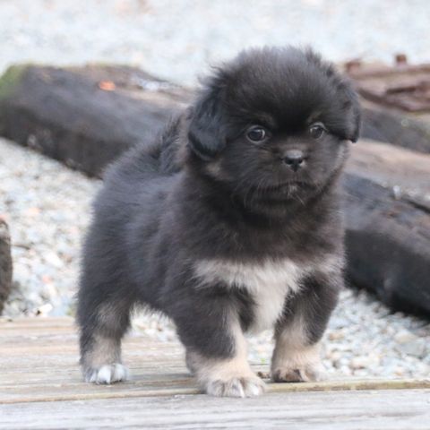 Tibetansk spaniel valper tils.