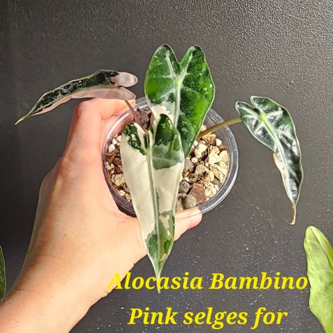 Alocasia Bambino Pink selges