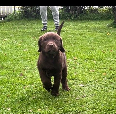 Labrador retriver valper