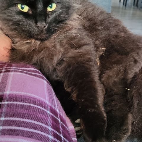 Jente katt på 3 år gis bort