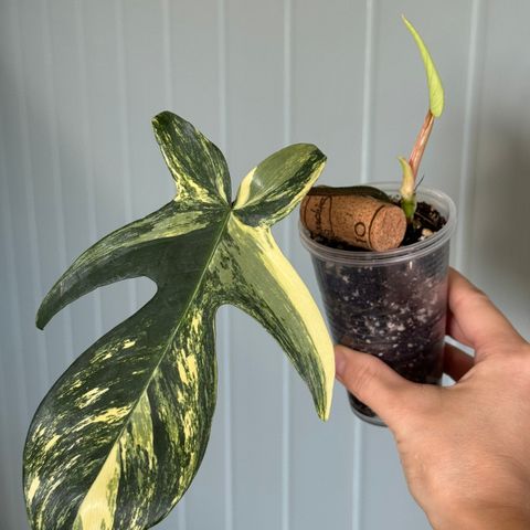 Philodendron Florida Beauty liten plante