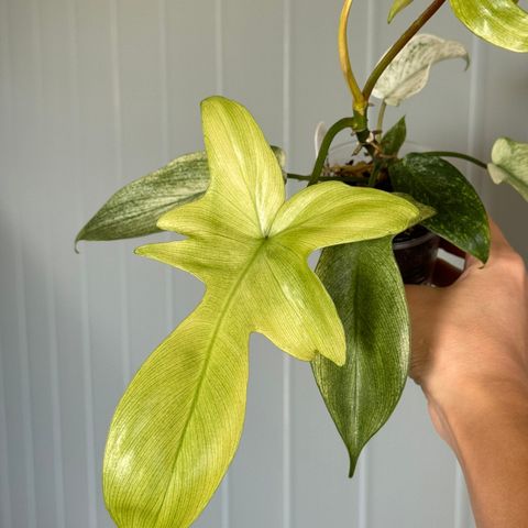 Philodendron Florida Ghost