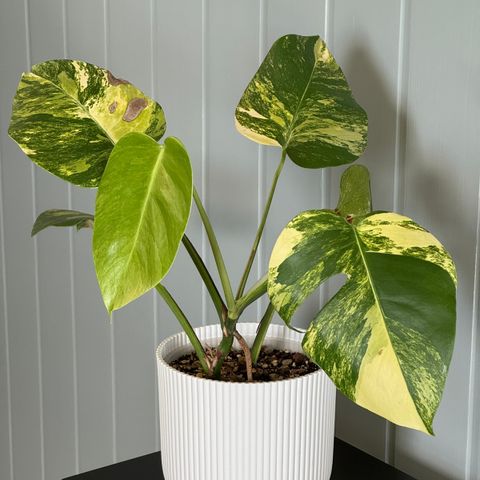 Monstera Aurea variegata Marmorata